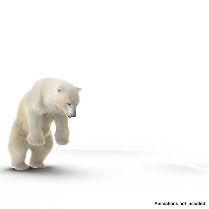 3D Polar Bear with Fur Rigged