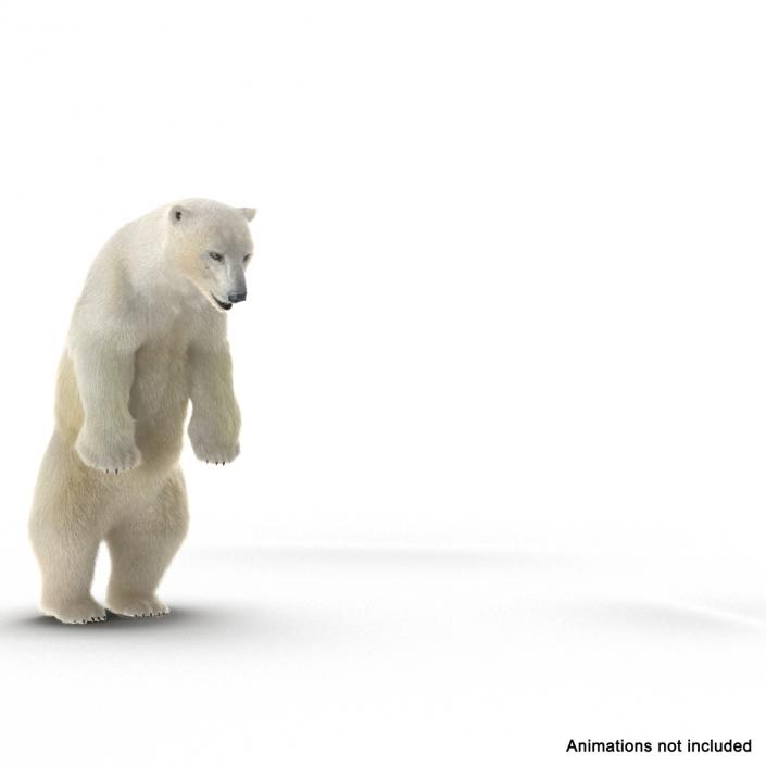 3D Polar Bear with Fur Rigged