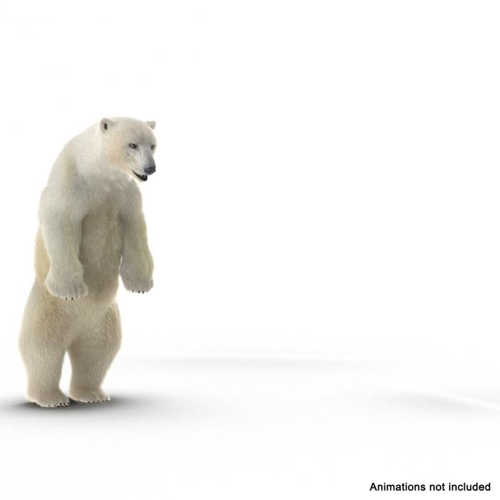 3D Polar Bear with Fur Rigged