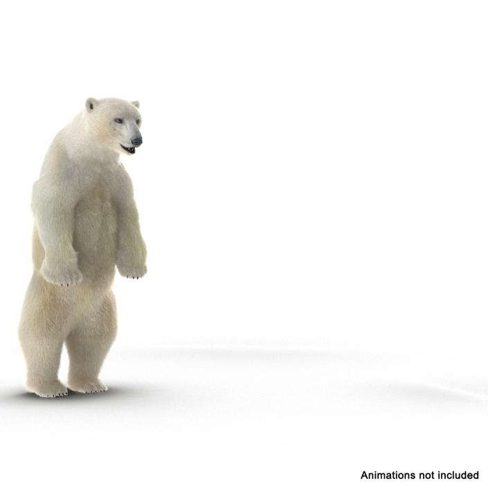 3D Polar Bear with Fur Rigged