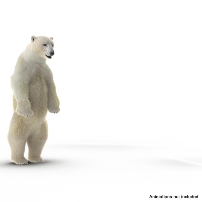 3D Polar Bear with Fur Rigged