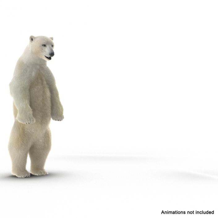 3D Polar Bear with Fur Rigged