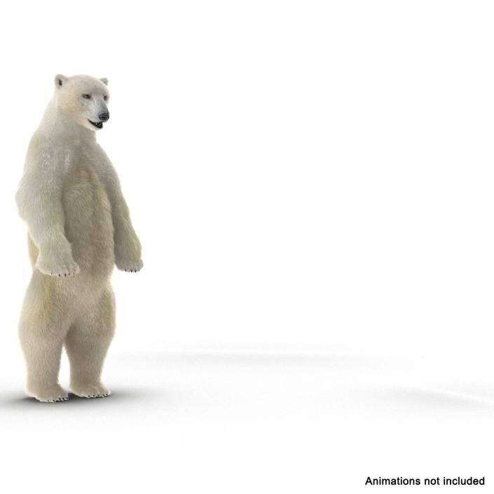 3D Polar Bear with Fur Rigged