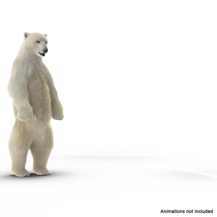 3D Polar Bear with Fur Rigged