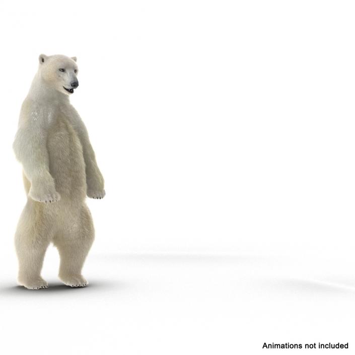 3D Polar Bear with Fur Rigged