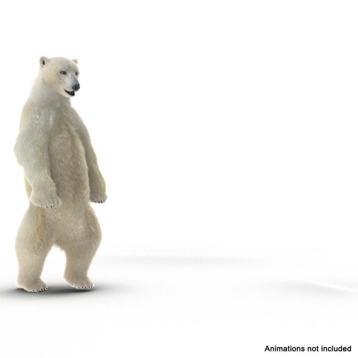 3D Polar Bear with Fur Rigged