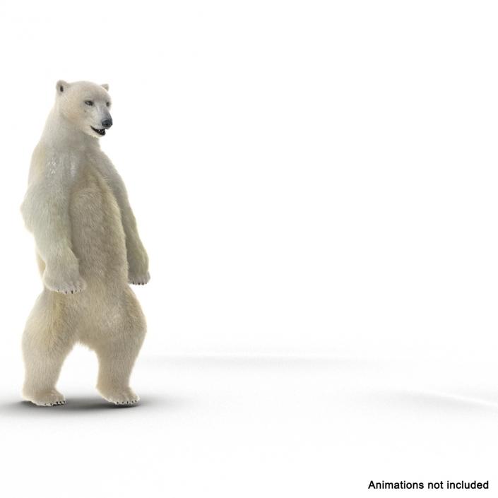 3D Polar Bear with Fur Rigged