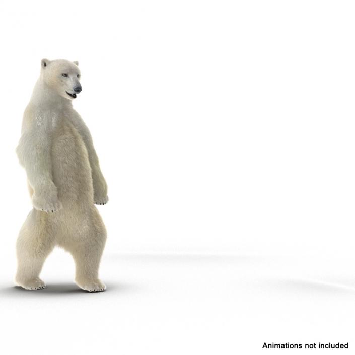 3D Polar Bear with Fur Rigged