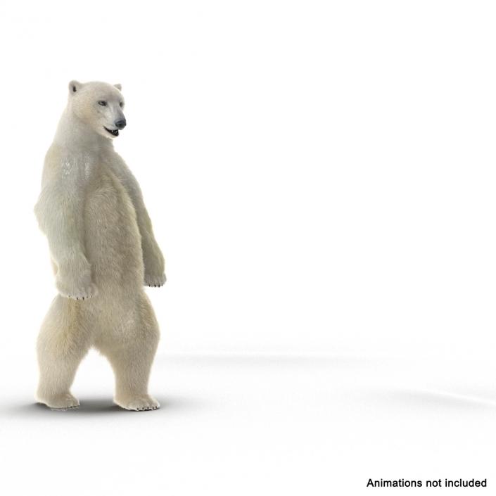 3D Polar Bear with Fur Rigged