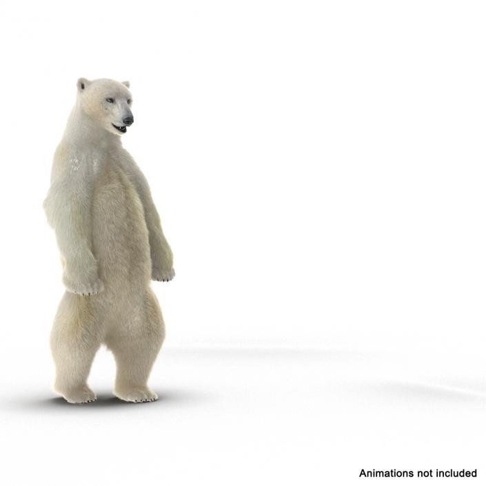 3D Polar Bear with Fur Rigged