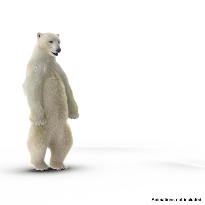 3D Polar Bear with Fur Rigged