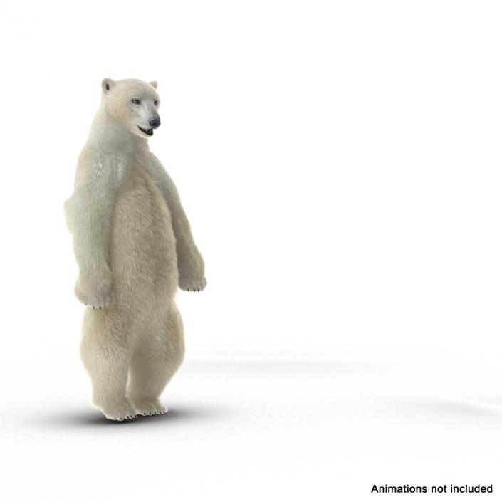 3D Polar Bear with Fur Rigged