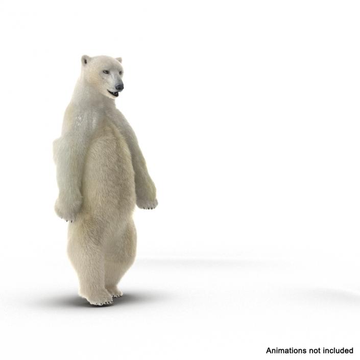 3D Polar Bear with Fur Rigged