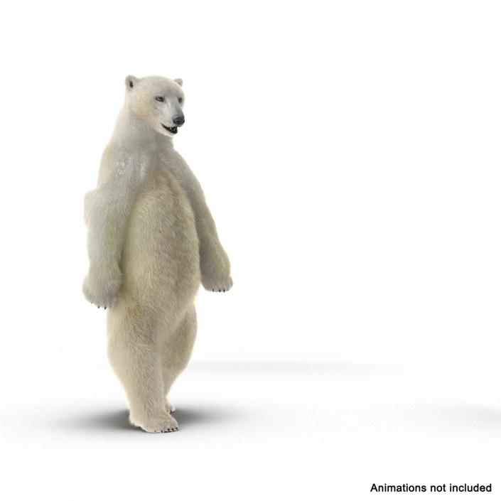 3D Polar Bear with Fur Rigged