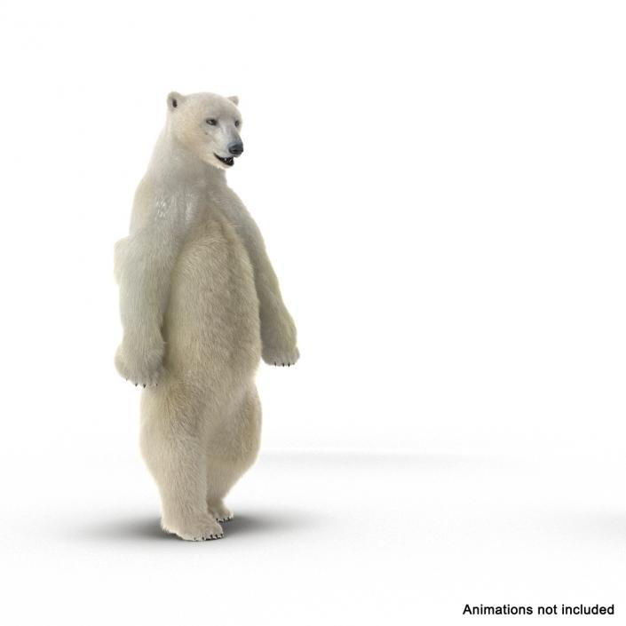 3D Polar Bear with Fur Rigged