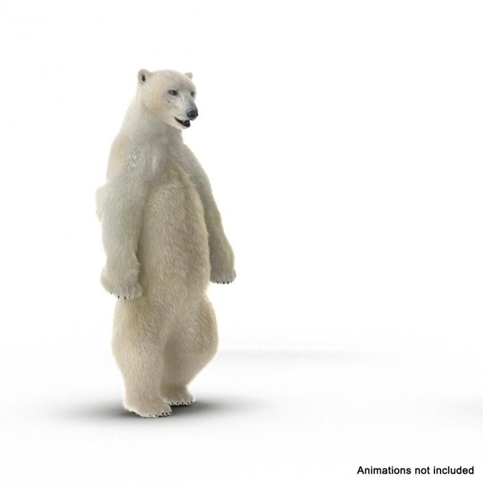 3D Polar Bear with Fur Rigged