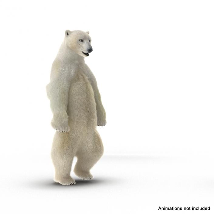 3D Polar Bear with Fur Rigged