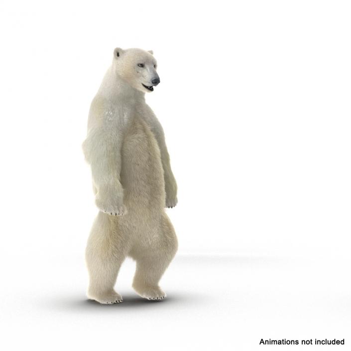 3D Polar Bear with Fur Rigged