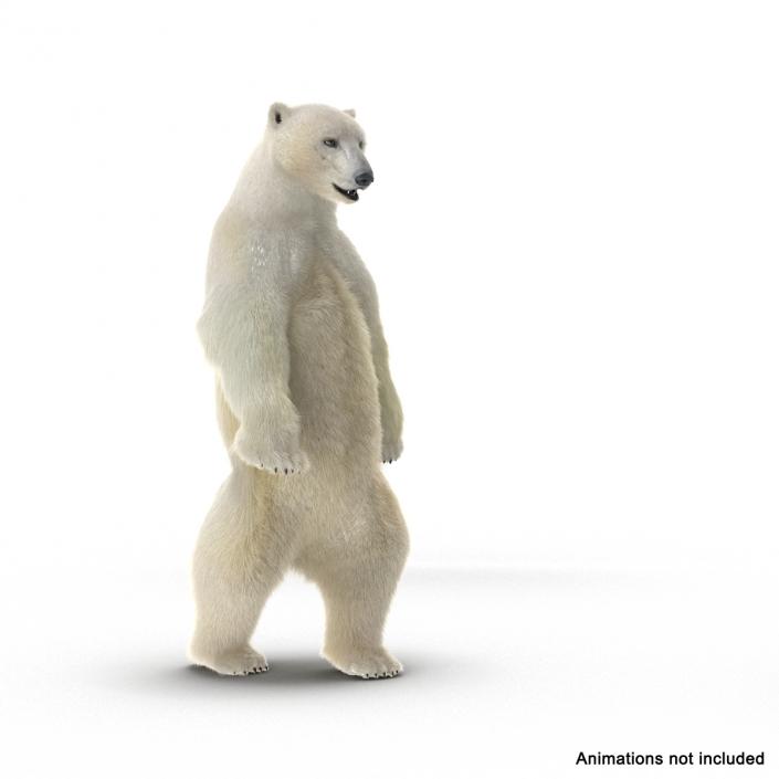 3D Polar Bear with Fur Rigged