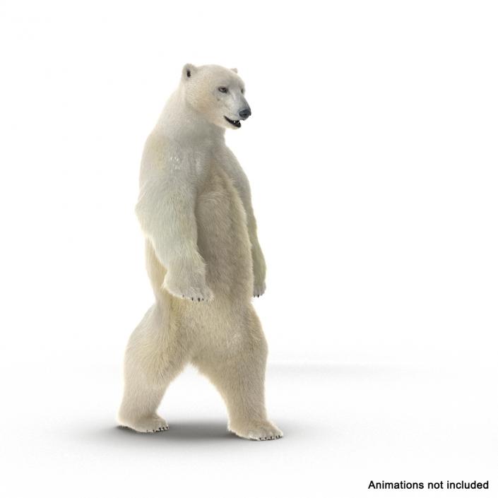 3D Polar Bear with Fur Rigged