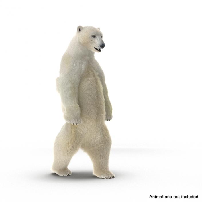 3D Polar Bear with Fur Rigged