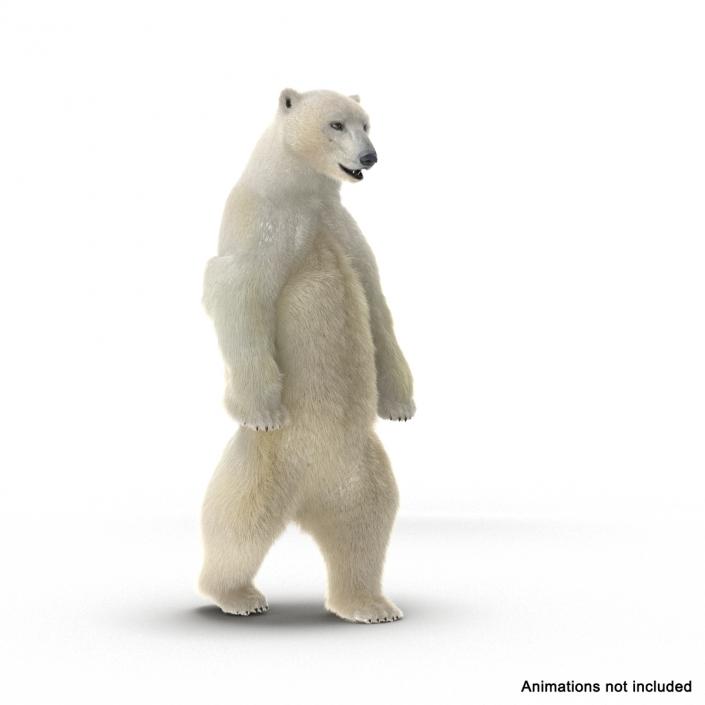 3D Polar Bear with Fur Rigged