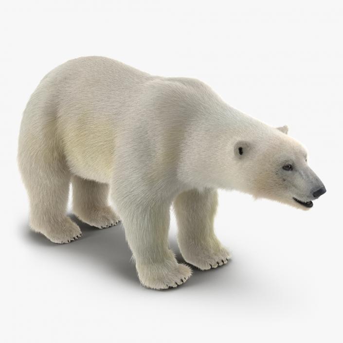 Brown and Polar Bears Collection 3D