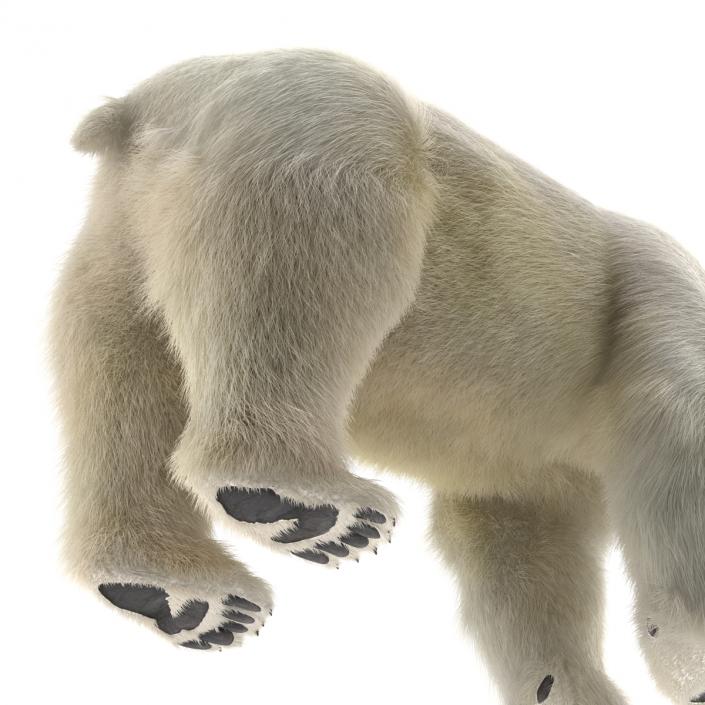 Polar Bear with Fur 3D model