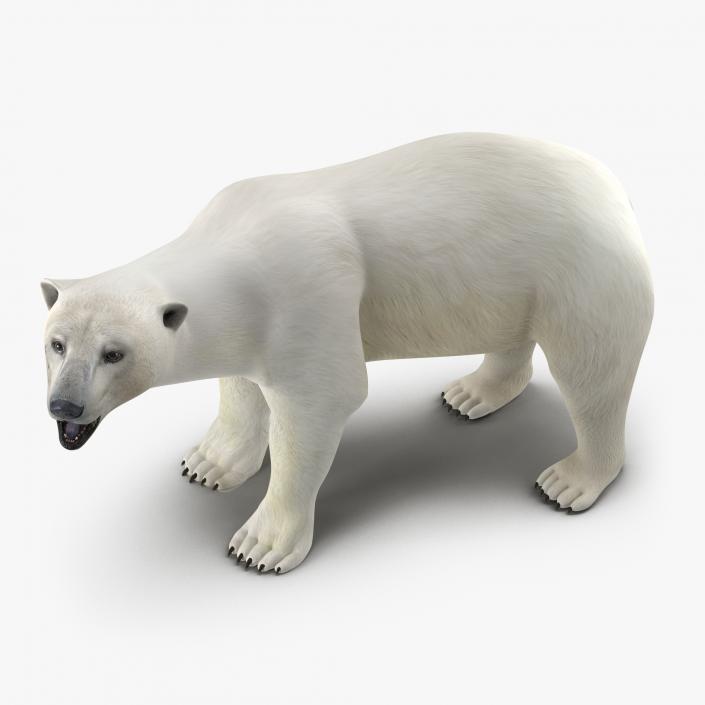 Polar Bear Rigged 3D