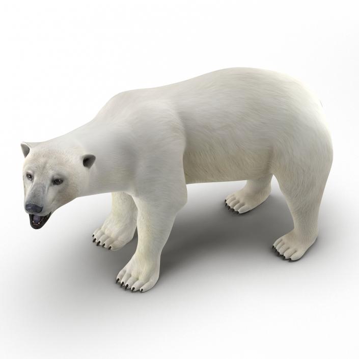 Polar Bear Rigged 3D