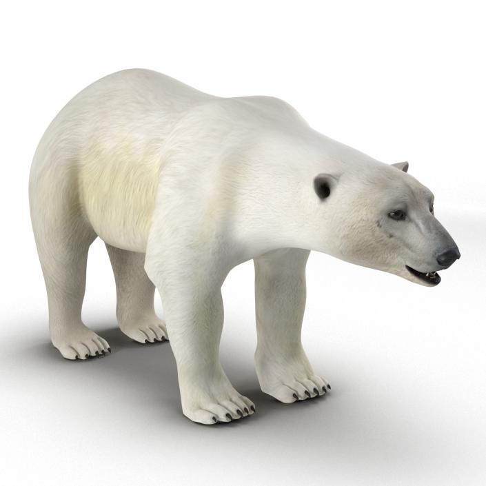 Polar Bear Rigged 3D