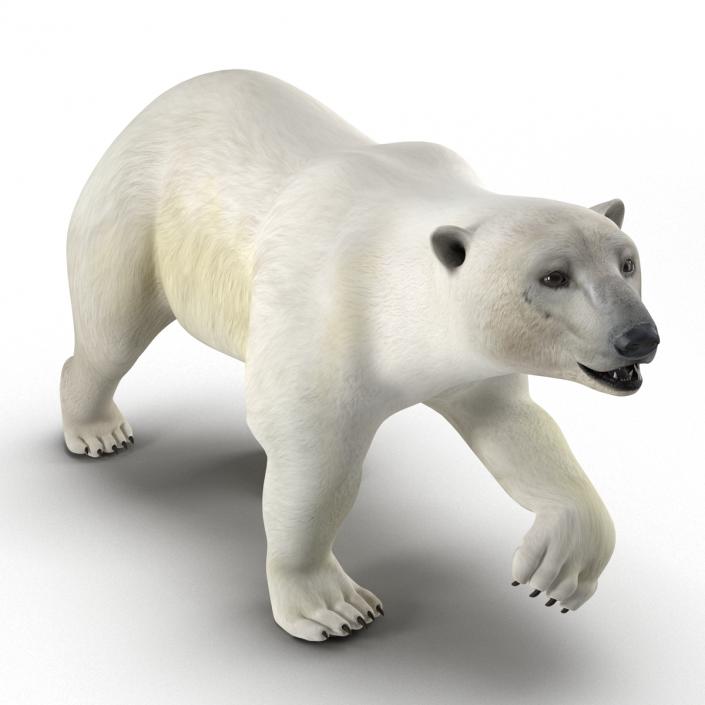 Polar Bear Rigged 3D