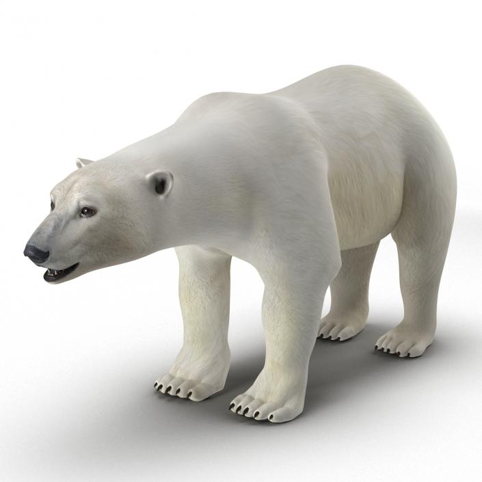 Polar Bear Rigged 3D