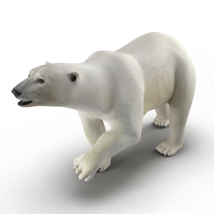 Polar Bear Rigged 3D