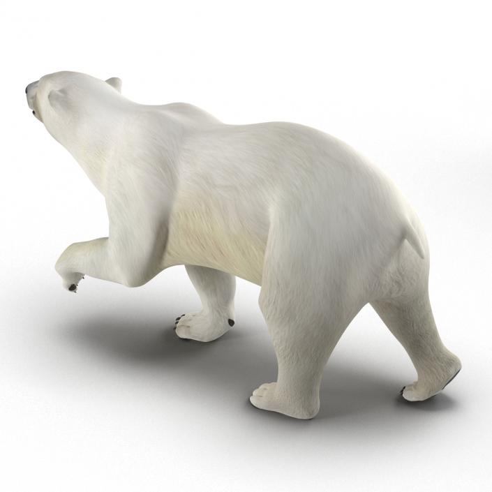 Polar Bear Rigged 3D