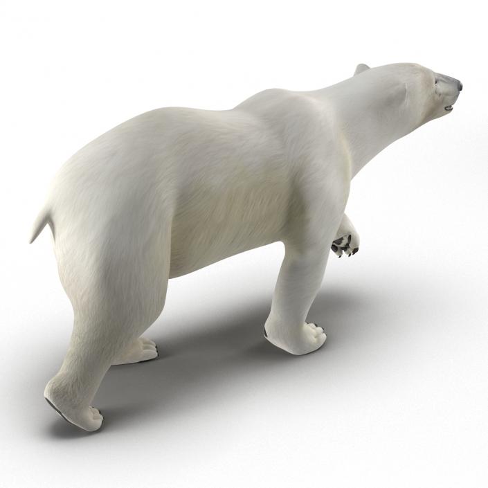 Polar Bear Rigged 3D