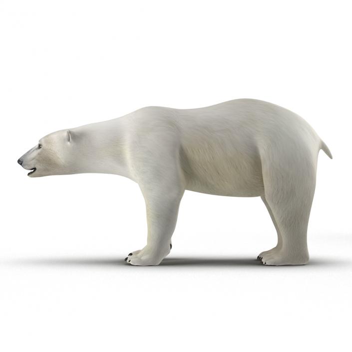 Polar Bear Rigged 3D