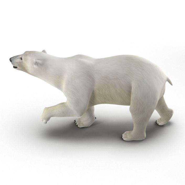 Polar Bear Rigged 3D