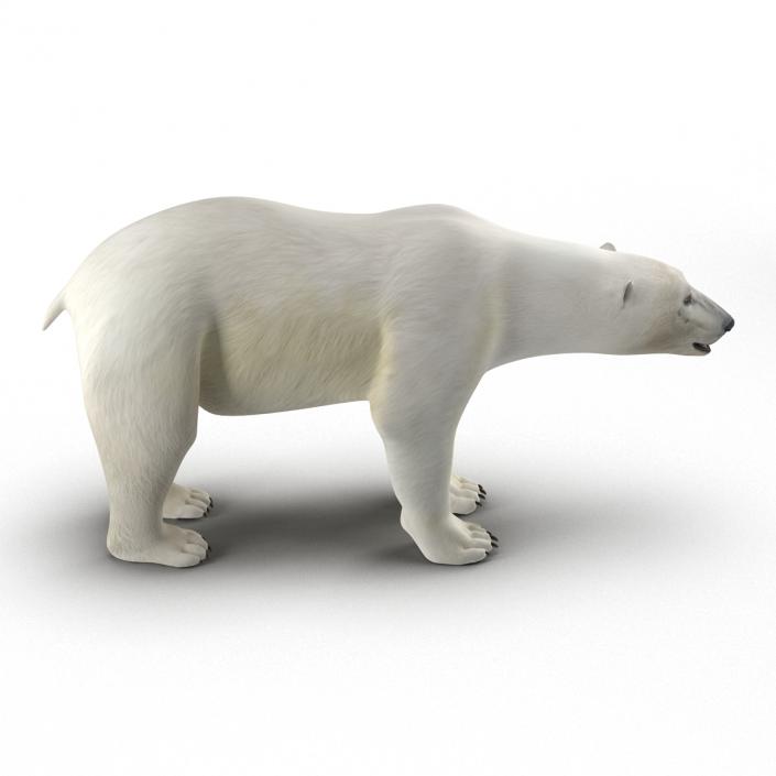 Polar Bear Rigged 3D