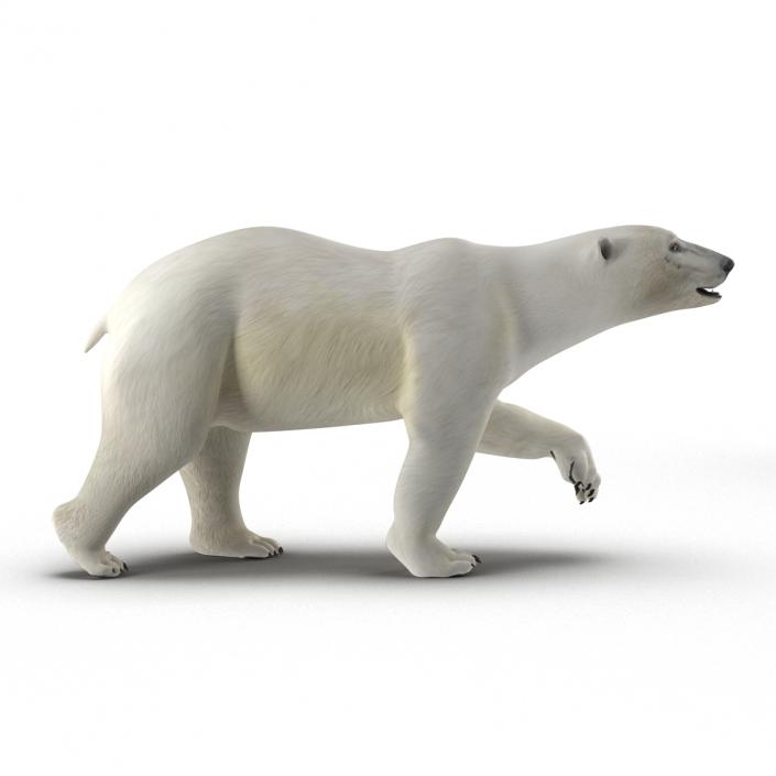 Polar Bear Rigged 3D