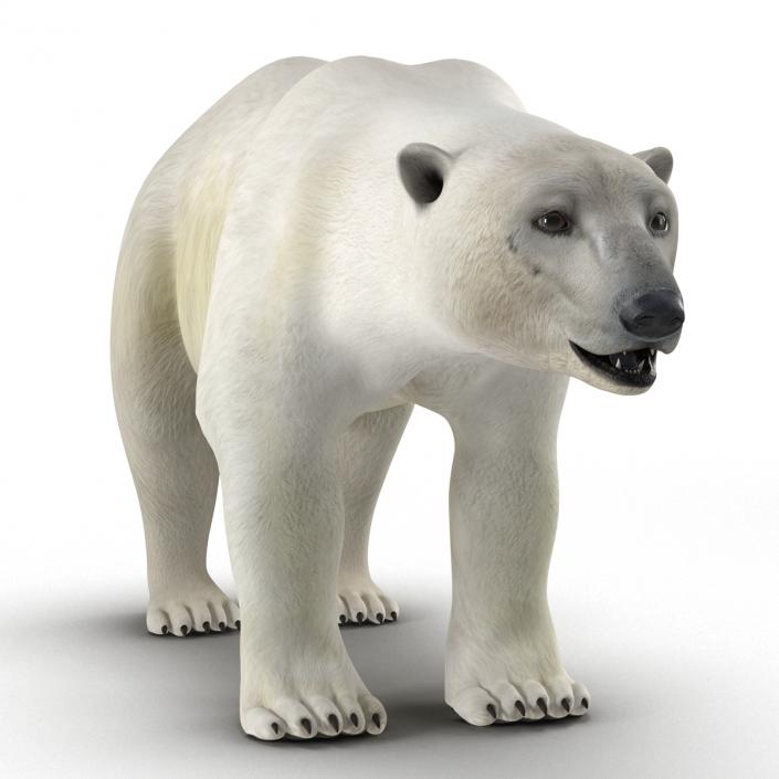 Polar Bear Rigged 3D