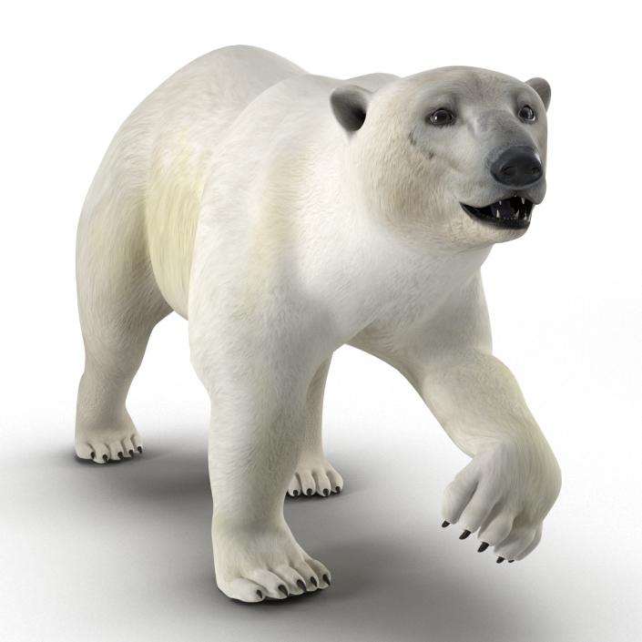 Polar Bear Rigged 3D