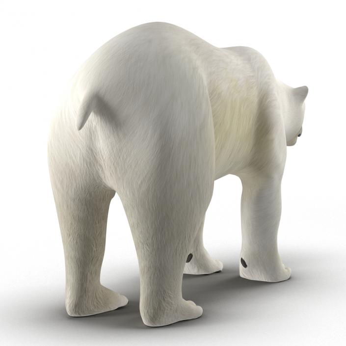 Polar Bear Rigged 3D