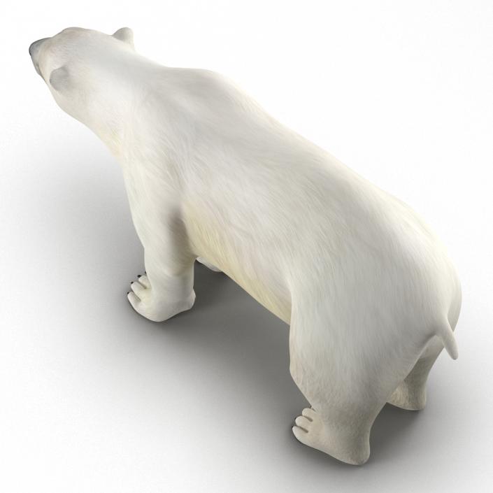 Polar Bear Rigged 3D