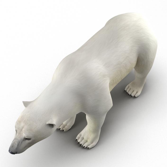 Polar Bear Rigged 3D