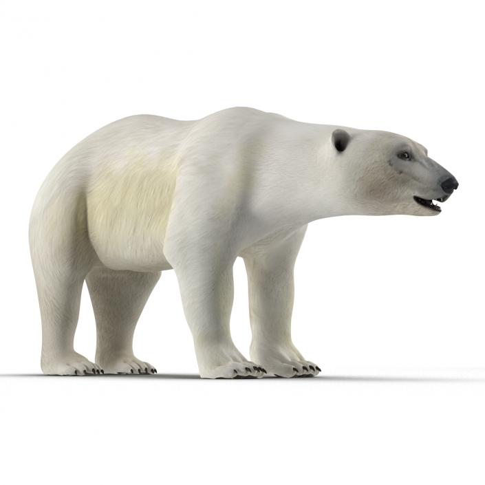 Polar Bear Rigged 3D