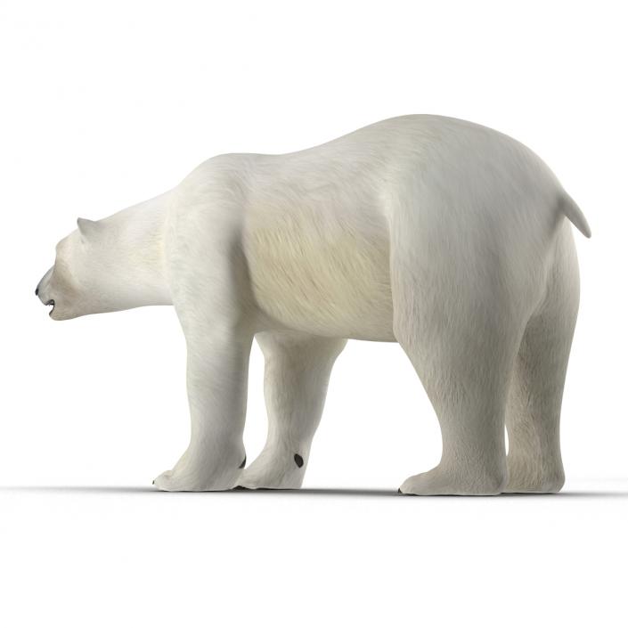 Polar Bear Rigged 3D