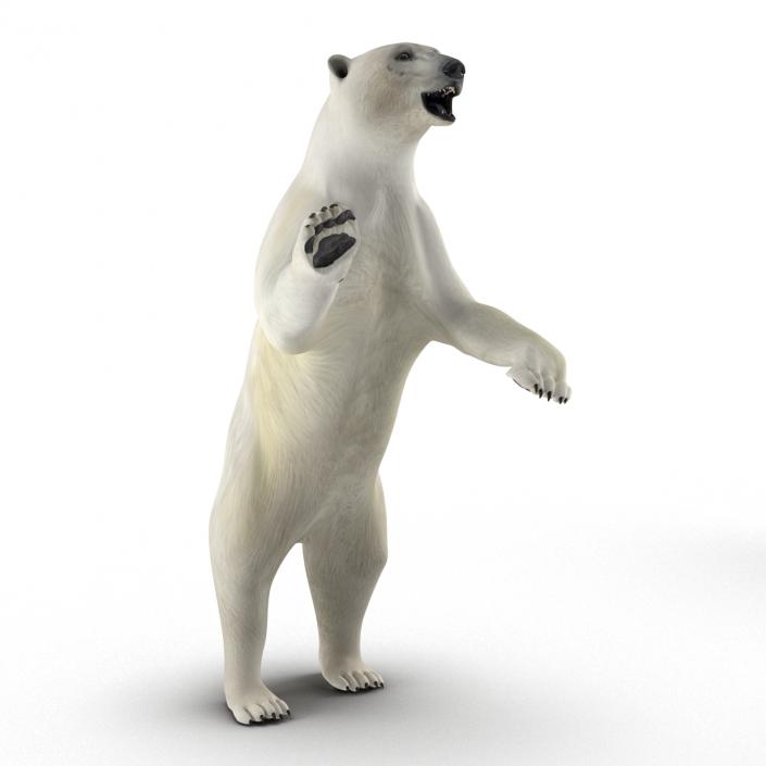 Polar Bear Rigged 3D