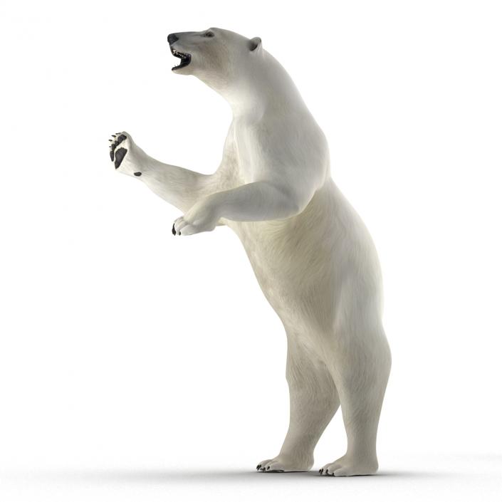 Polar Bear Rigged 3D