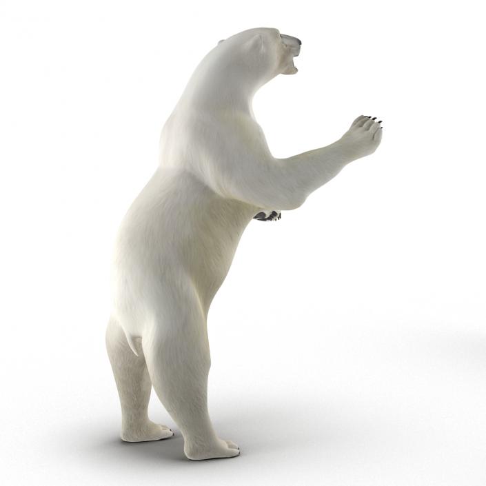 Polar Bear Rigged 3D